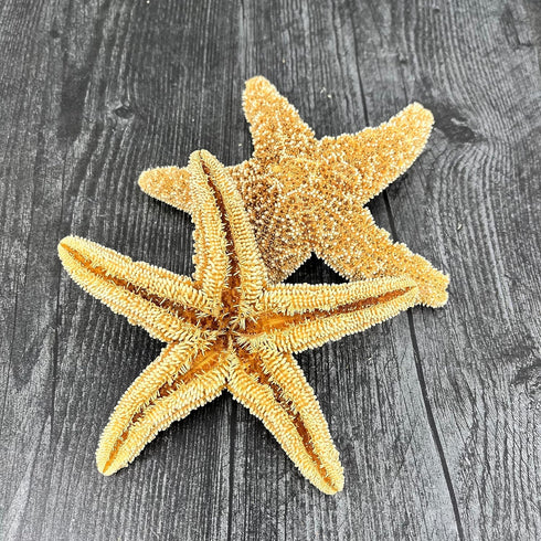 Sugar Starfish, 4" - 6" Large Starfish | Aquarium Decor, Fish Tank Decor, Real Starfish 2 Pack