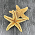 Sugar Starfish, 4" - 6" Large Starfish | Aquarium Decor, Fish Tank Decor, Real Starfish 2 Pack