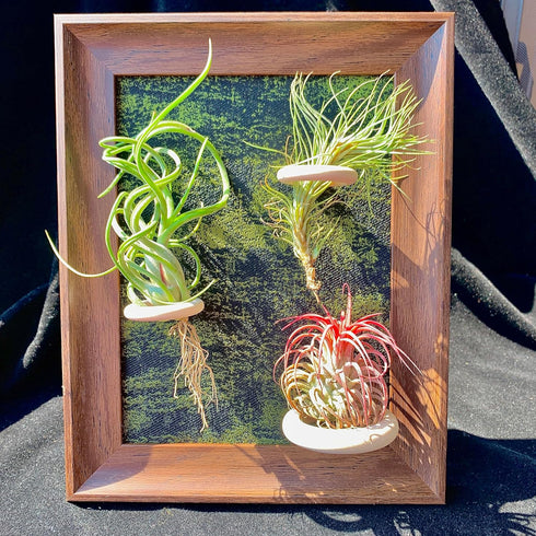 Generic 8 Tillandsia Air Plant Trio Kit: Caput-Medusae, Ionantha v.Stricta, Funckiana, Frame with Magnetic Holders