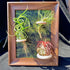 Generic 8 Tillandsia Air Plant Trio Kit: Caput-Medusae, Ionantha v.Stricta, Funckiana, Frame with Magnetic Holders
