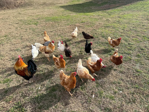 Generic 10+ Premium Fresh & Fertile Chicken Hatching Eggs Rainbow Assortment Mix, Tater's Farm NPIP Certified