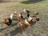 Generic 10+ Premium Fresh & Fertile Chicken Hatching Eggs Rainbow Assortment Mix, Tater's Farm NPIP Certified