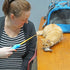 Fairly Odd Novelties Cat Fishing Pole Toy, Funny Interactive Fish Toy for Cats, Kittens, and Small Pets, Multi-Colored