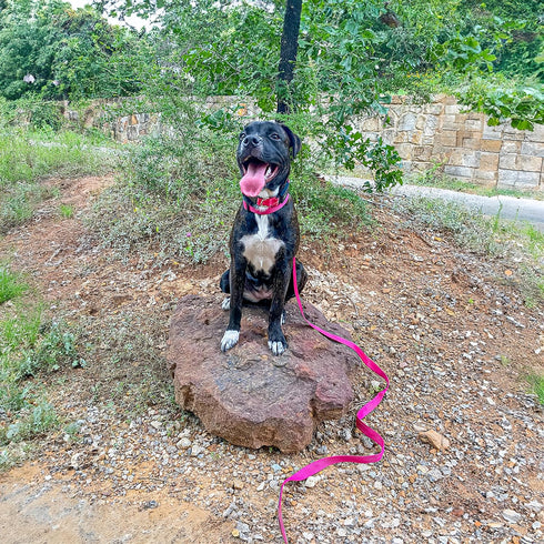 Voyager 5ft Reflective Dog Leash with Neoprene Handle: Heavy Duty for Small, Medium, and Large Breed Puppies - Fuchsia