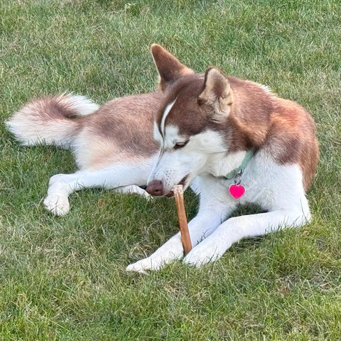 Fieldcrest Farms 6-Inch 2040 lbs, 6 Count Bully Crunchers Beef Hide Dog Chews, Single Ingredient Bully Stick