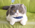 Small Dog Collar & Bandana Set for Puppy Cat, 2pcs PU Leather Canvas Scarf, Durable Blue Classic