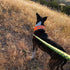 Reflective Dog Collar - Fluorescent Blaze Orange with Adjustable Fastener for Small, Medium & Large Pets, High