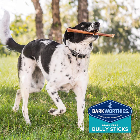 Barkworthies 12 Inch Odor-Free Bully Sticks - 3 Count (Pack of 1) - All-Natural Rawhide Alternative, Supports Dental