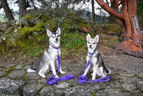 EcoBark Reflective Dog Leash, 4 FT / 5 FT / 6 FT, Eco-Bright with Padded Handle for Small and Medium Dogs (Purple)