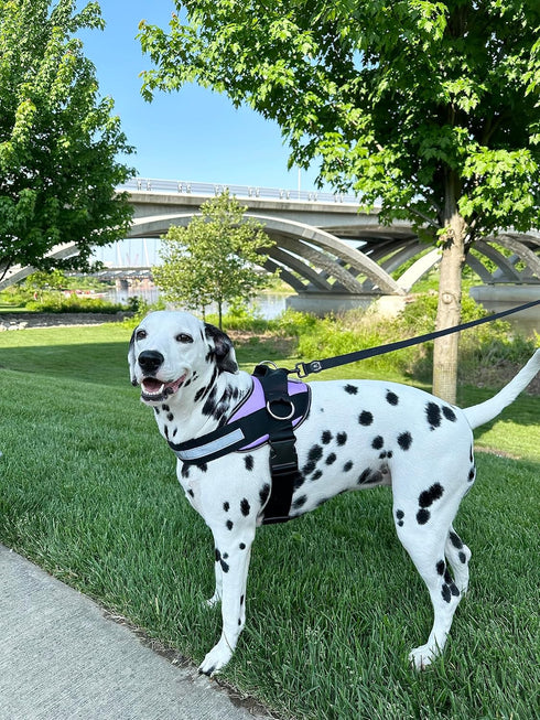 ShawnCo Essential Dog Harness, No-Pull Pet Vest with 3 Leash Clips for Easy Walking and Training