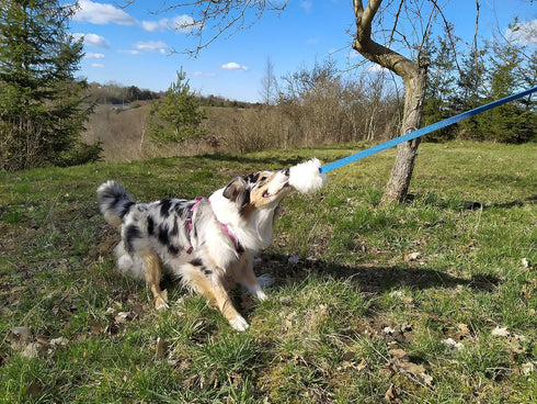 DINGO Dog Toy - Sheepskin Chaser with Long Violet Lead 50", Agility Motivation Reward Tug for Training & Fun
