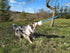 DINGO Dog Toy - Sheepskin Chaser with Long Violet Lead 50", Agility Motivation Reward Tug for Training & Fun