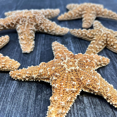 Sugar Starfish, 4" - 6" Large Starfish | Aquarium Decor, Fish Tank Decor, Real Starfish 2 Pack
