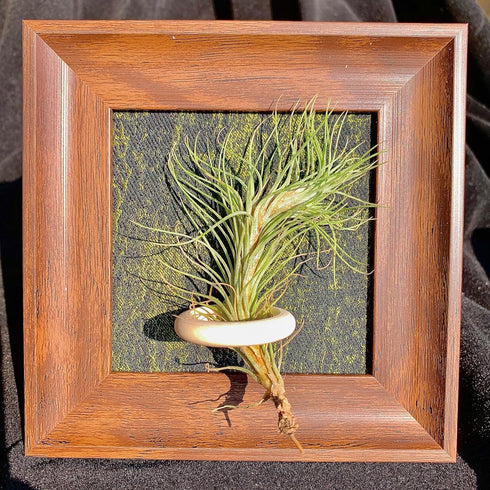 Generic 4" Tillandsia Ionantha v. Stricta Air Plant Kit, Frame (Wall-Mount & Free-Stand), Magnetic Holder, Black