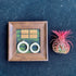 Generic 4" Tillandsia Funckiana Air Plant Kit, Frame (Wall-Mount & Tabletop), Magnetic Holder, Black or Green