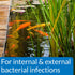 API POND PIMAFIX Antifungal Pond Fish Infection Remedy, 64-Ounce Bottle