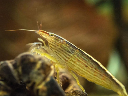 2 Aquatic Arts Large Freshwater Bamboo Shrimp (Live Singapore Flower Shrimp) | Aquarium Filter | Safe