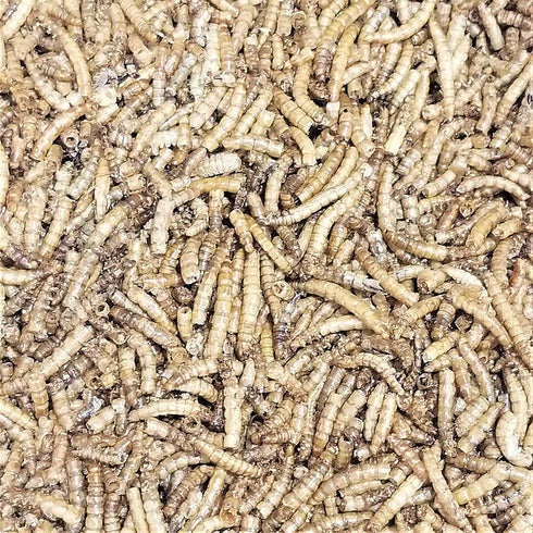 Freeze Dried Mealworms for Turtles, Cichlids, Koi, Birds & More - 2oz (56g)