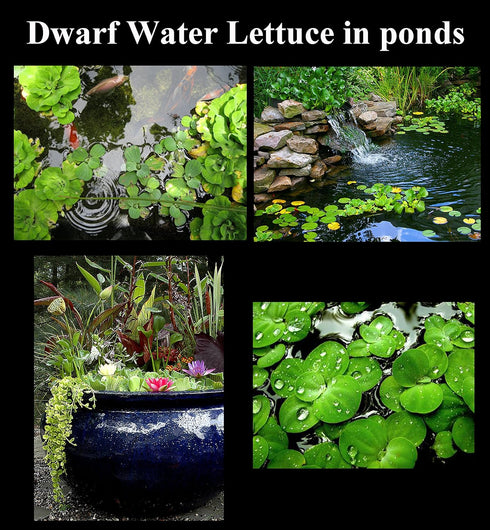 Aquatic Discounts 40+ Surface/Floating Live Aquarium (Pond) Plants - Dwarf Water Lettuce