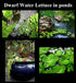 Aquatic Discounts 40+ Surface/Floating Live Aquarium (Pond) Plants - Dwarf Water Lettuce
