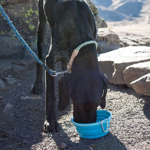 Prima Pet Expandable Collapsible Silicone Food & Water Travel Bowl for Medium & Large Dog, 5 Cups