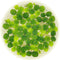 Aquarium Plant Center Water Spangle, Salvinia Minima, Live Aquarium/Aquatic/Freshwater/Floating/Pond Plant/Planted Tank/Aquascaping/Paludarium by (12 Plants, 60+