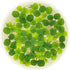 Aquarium Plant Center Water Spangle, Salvinia Minima, Live Aquarium/Aquatic/Freshwater/Floating/Pond Plant/Planted Tank/Aquascaping/Paludarium by (12 Plants, 60+