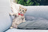 6 Pieces Chicken Bow Ties - Rooster Collar, Crow Collar, Hamster Bow, Parrot Bow for Small Animals