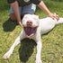 Petpost Dog Whitening Shampoo - 16 oz - Best Lightening Treatment for Dogs with White Fur
