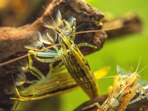 2 Aquatic Arts Large Freshwater Bamboo Shrimp (Live Singapore Flower Shrimp) | Aquarium Filter | Safe