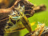 2 Aquatic Arts Large Freshwater Bamboo Shrimp (Live Singapore Flower Shrimp) | Aquarium Filter | Safe