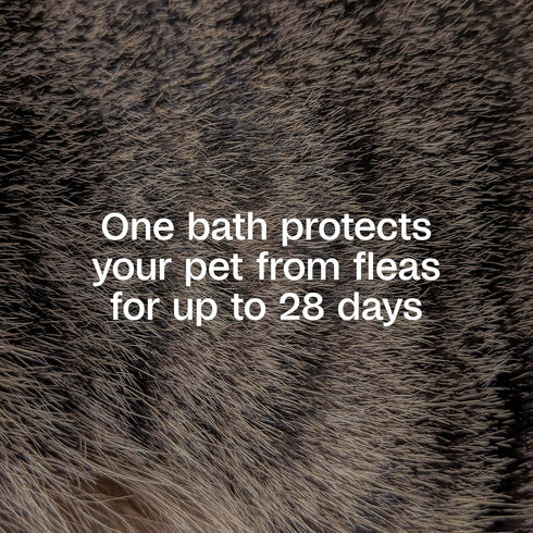12 ADAMS Plus Flea & Tick Shampoo with Precor for Dogs, Cats, Puppies & Kittens, Flea Shampoo to Treat Flea