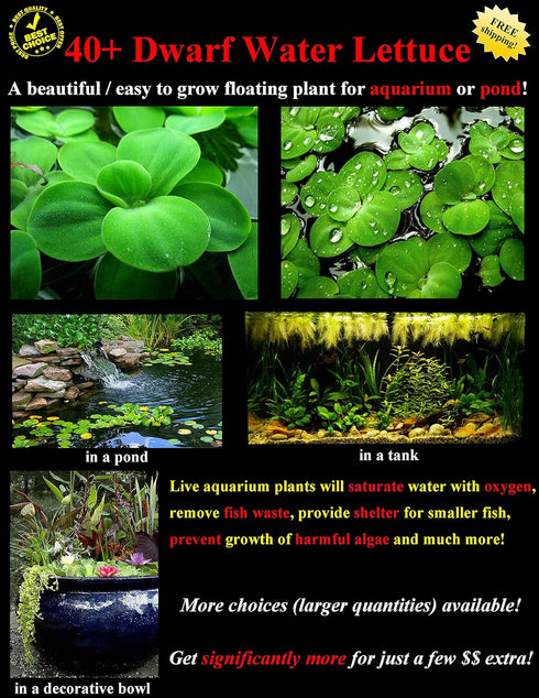 Aquatic Discounts 40+ Surface/Floating Live Aquarium (Pond) Plants - Dwarf Water Lettuce