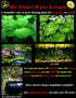 Aquatic Discounts 40+ Surface/Floating Live Aquarium (Pond) Plants - Dwarf Water Lettuce
