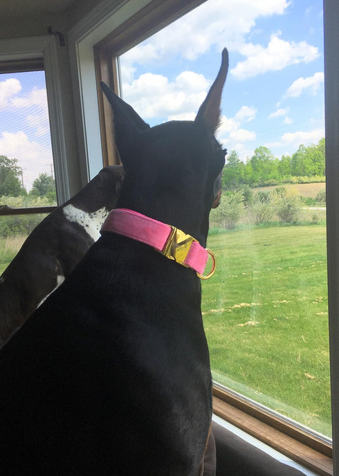 GAMUDA Velvet Dog Collar and Leash - Super Soft Heavy Duty Gold Buckle, Adjustable Easy to Clean (XL, Pink)
